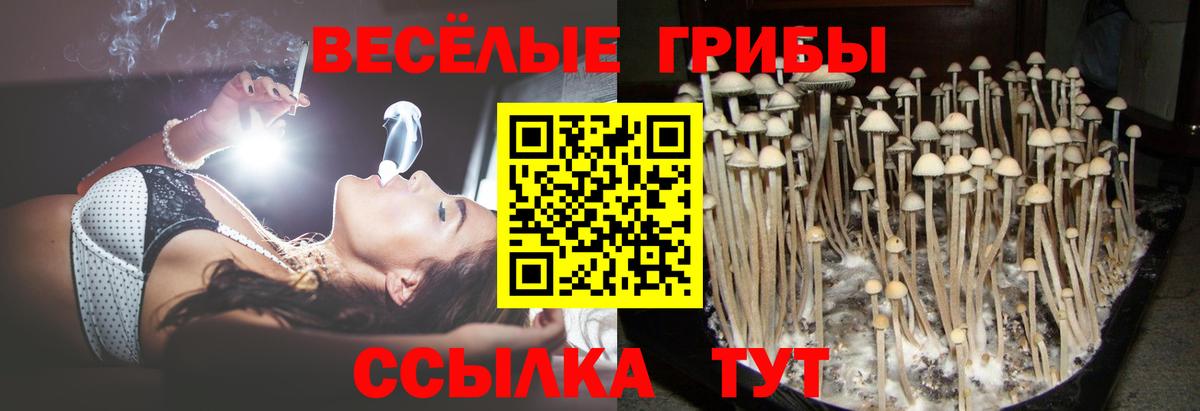 Псилоцибиновые грибы GOLDEN TEACHER Кострома